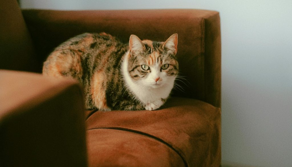 understanding faux suede 1 1024x585 1 1